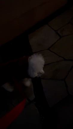 メロちゃんのお散歩の記事動画