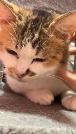 「〇〇猫の日」の記事動画