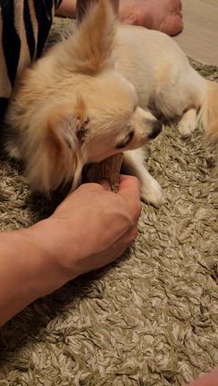 【50代夫婦コーデ】掃除・散歩・買い出しの記事動画