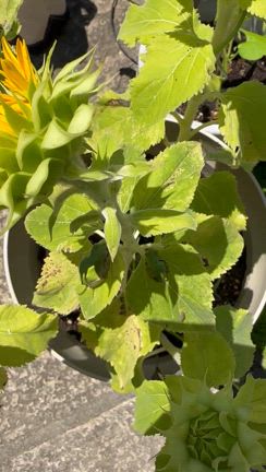 日本雨蛙の記事動画