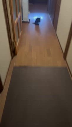 譲渡できる子は譲渡していかないとの記事動画