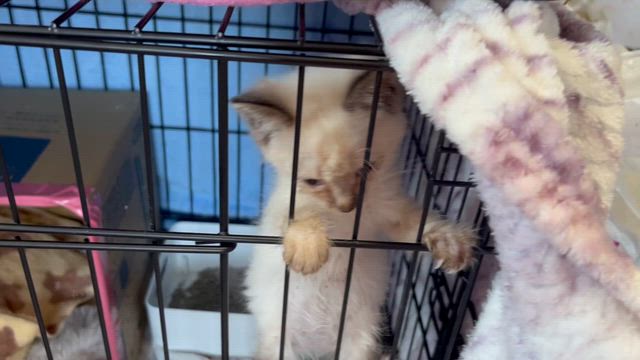 ヤバイの記事動画