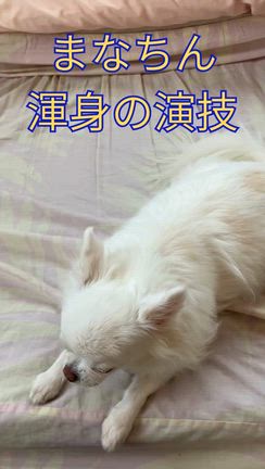 まなちん近況です♪の記事動画