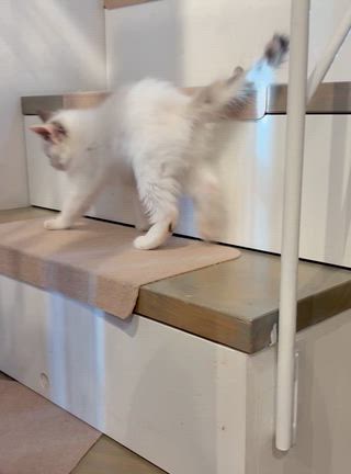 イヴちゃん里親募集中！の記事動画