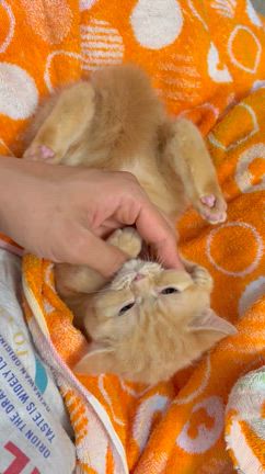 ドキドキ初シャンプーの記事動画