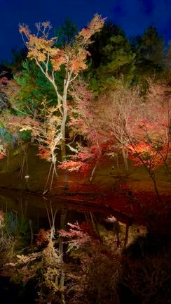 2025年京都の紅葉散策　高台寺の記事動画