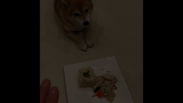 リリの誕生日の記事動画