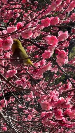 【実物】春色で華やかに、大型のアレンジメントの記事動画