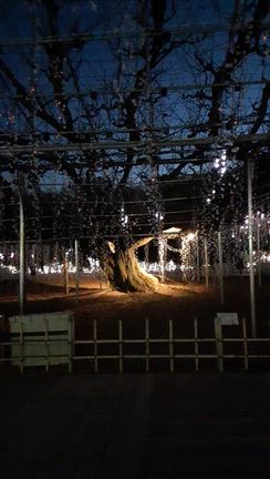 あしかがフラワーパークにて♪パート1の記事動画