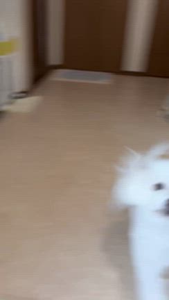 ソラくんの記事動画