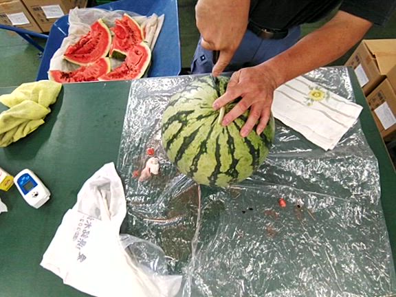 やっぱりダメだった大玉スイカの記事動画