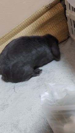 11/18 掃除機かけたら汚しまくりなLampの記事動画