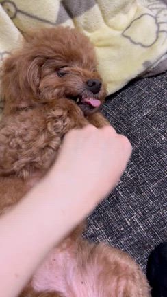 福4歳バースデー♪♪の記事動画