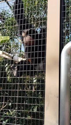 久しぶりの東山動植物園その➀の記事動画