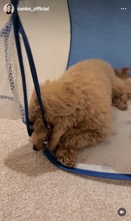 拗ねるキャンちゃんの記事動画