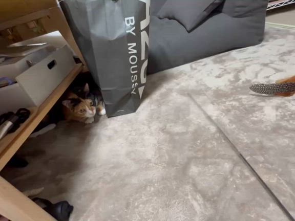 2024/09/14の記事動画