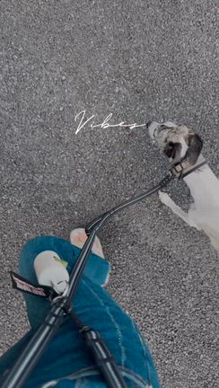 ルーちゃんのことと、私の小さな日常報告の記事動画