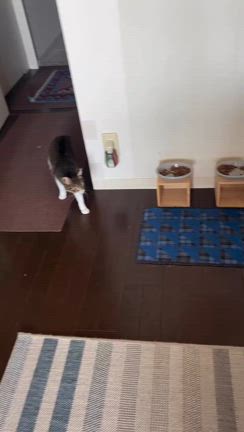 ジャッキー♀良くなってますの記事動画