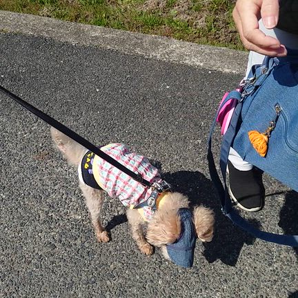 吉備国分寺☆(散歩)の記事動画