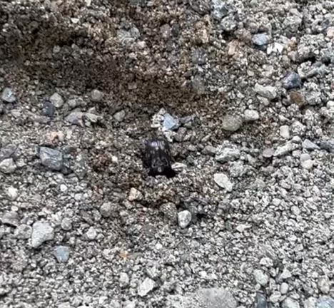 砂場から出て来た謎のイモムシの正体は…の記事動画