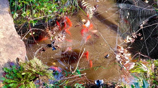 【庭の池の金魚（コメット）】第1回、産卵祭りが開催されました☺︎の記事動画