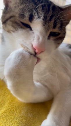 毎日、なんちゅうかアレですわ（笑）の記事動画