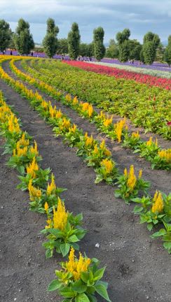 2023年の北海道キャンピングカー旅富良野の記事動画