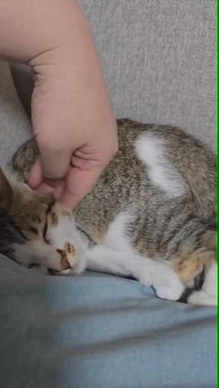 ちょこっと猫部　ジュジュ正式譲渡の記事動画