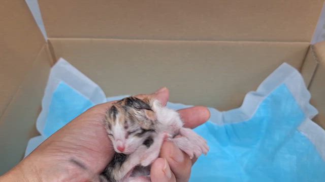 産まれたばかりの保護猫の記事動画