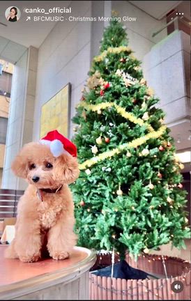 目印はツリーの記事動画