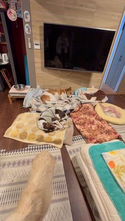 あやめちゃん！！ナウ！！！の記事動画