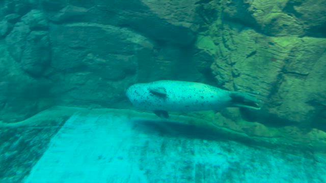 海遊館の生き物たち、やっぱ大阪だからか？？の記事動画
