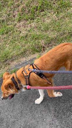 のんびりお散歩☀️の記事動画