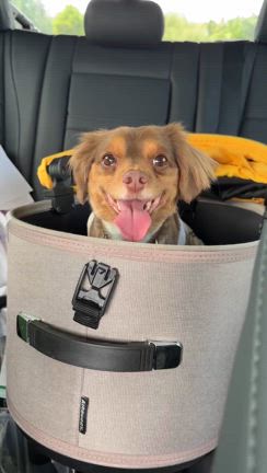 愛犬の日の記事動画