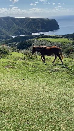 隠岐の島の魅力の記事動画