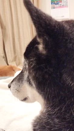 花火シーズンが始まりましたの記事動画