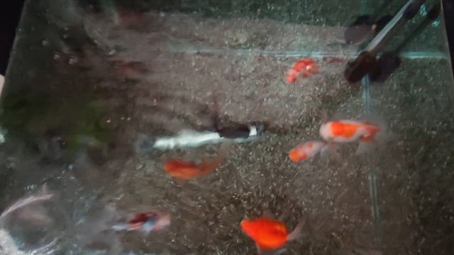 成田山新勝寺の記事動画