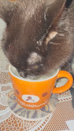 まったりお休みd(≧▽≦*)の記事動画