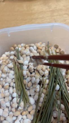 紫蘇と松葉で自家製納豆作り！の記事動画