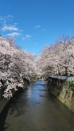 青空と桜の記事動画