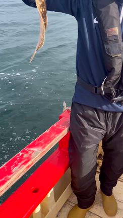 12.8日マゴチヒラメ便の記事動画