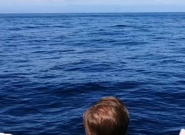 2025.10.18 第41回  カツオクジラとハナゴンドウの記事動画