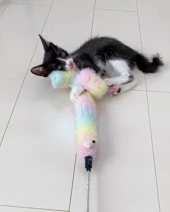 【里親様決定】黒白はちわれ子猫　クレオちゃんの記事動画