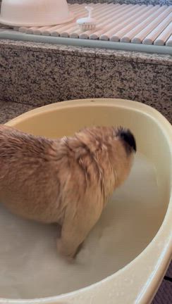 【保護犬　パグ脳炎】エアコン、オイルヒーター、電気あんか、フル装備の中でのお風呂だぜい♡の記事動画