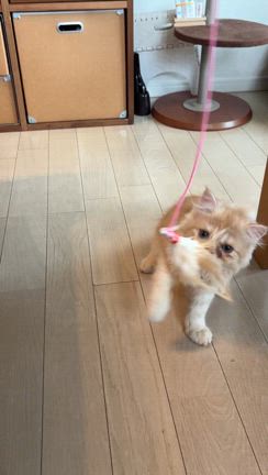 新顔、テオレ。ミヌエットの男の子です。の記事動画