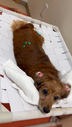 グッチーちゃんのメンテナンス鍼灸治療の記事動画