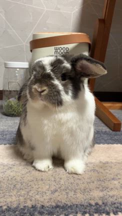 シブいね　ぽんすけの記事動画