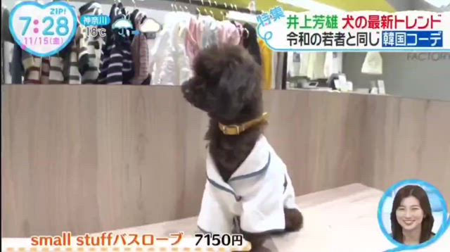 ヒンドゥンイがTVデビューしました(／▽＼)♪の記事動画