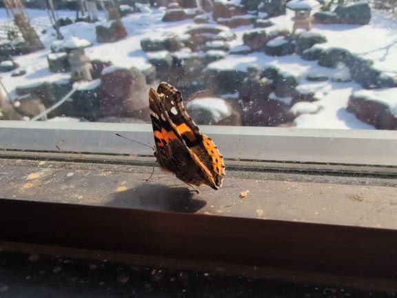 放ったらかしのシクラメンの記事動画