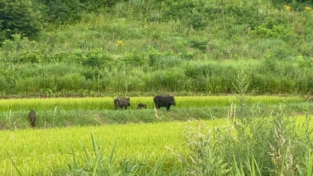 イノシシファミリーの記事動画